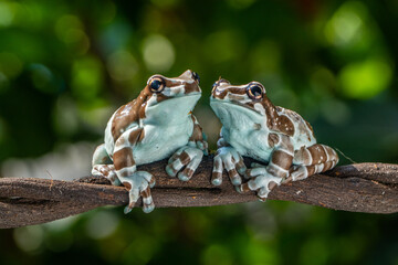 The Mission golden-eyed tree frog or Amazon milk frog (Trachycephalus resinifictrix) is a large species of arboreal frog native to the Amazon Rainforest in South America