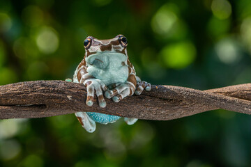 The Mission golden-eyed tree frog or Amazon milk frog (Trachycephalus resinifictrix) is a large species of arboreal frog native to the Amazon Rainforest in South America
