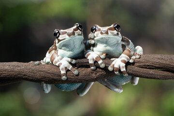 The Mission golden-eyed tree frog or Amazon milk frog (Trachycephalus resinifictrix) is a large species of arboreal frog native to the Amazon Rainforest in South America