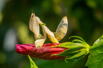 Hymenopus coronatus is a mantis from the tropical forests of Southeast Asia. It is known by various common names, including walking flower mantis, orchid-blossom mantis and (pink) orchid mantis