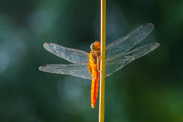 A dragonfly is a flying insect belonging to the infraorder Anisoptera below the order Odonata