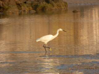 Landscape of a white egret foraging in a mangrove forest.