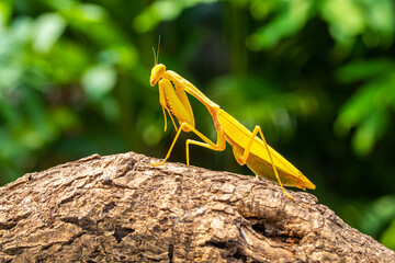 The European mantis (Mantis religiosa) is a large hemimetabolic insect in the family of the Mantidae
