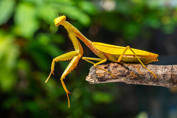 The European mantis (Mantis religiosa) is a large hemimetabolic insect in the family of the Mantidae