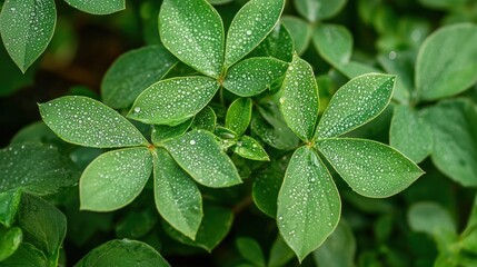 Close-up of dew drops glistening on the green leaves of a plant early in the morning