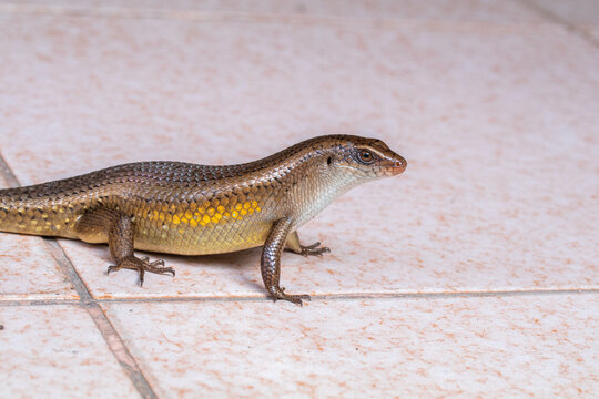 Eutropis multifasciata, commonly known as the East Indian brown mabuya, many-lined sun skink, many-striped skink, common sun skink or (ambiguously) as golden skink