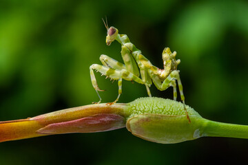 Creobroter is a genus of flower mantises in the tribe Hymenopodini; species are concentrated in Asia