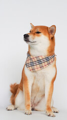 A Shiba Inu with a stylish beige plaid bandana, sitting confidently against a plain white background, exuding charm and poise.