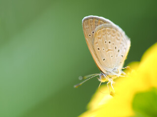 A close-up of a delicate butterfly perched on a vibrant yellow flower, with a blurred green background enhancing the focus on the butterfly's intricate details.