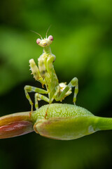Creobroter is a genus of flower mantises in the tribe Hymenopodini; species are concentrated in Asia