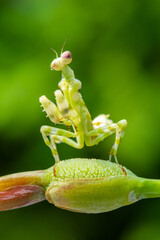 Creobroter is a genus of flower mantises in the tribe Hymenopodini; species are concentrated in Asia