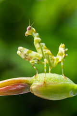 Creobroter is a genus of flower mantises in the tribe Hymenopodini; species are concentrated in Asia