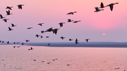 A flock of geese flying at sunset