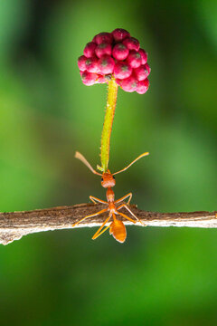 Oecophylla smaragdina (common names include Asian weaver ant, weaver ant, green ant, green tree ant, and orange gaster) is a species of arboreal ant found in tropical Asia and Australia.