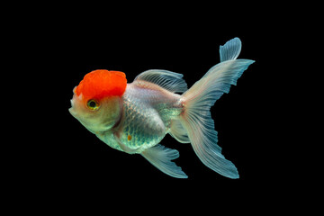 An Red Oranda is a breed of goldfish characterized by a prominent bubble-like 