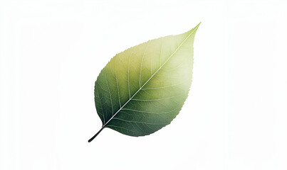 Fototapeta premium A single green leaf with a subtle gradient, symbolizing nature and growth.