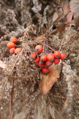 Autumn natural plant background with rowan branch, dry leaves, and dried flowers.
