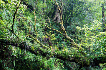屋久島　白谷雲水峡	
