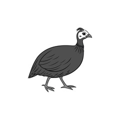  guinea hen vector art