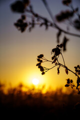 sunset in the autumn