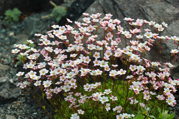 Irish saxifrage, or Saxifraga rosacea flowers in a garden