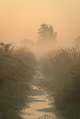 misty morning on the river