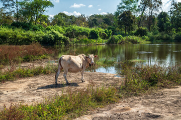 Close up of Cow on field