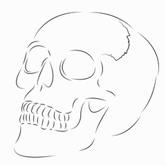 One continuous single drawing line art flat doodle bone, skull, skeleton, dead, jaw, cranium. Isolated image hand draw contour on a white background
