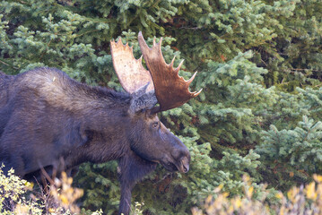 Bull Moose in Grand Teton National Park Wyoming During the Rut in Autumn
