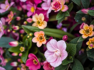 Vibrant purple flower petals and leaves, leaf, organic