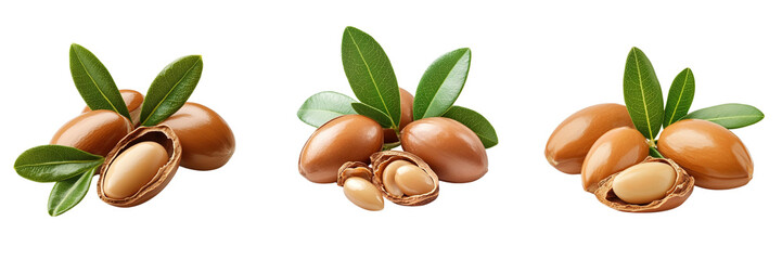 Set of Close-up of Moroccan Argania Spinosa nuts with vibrant green leaves on transparent png background