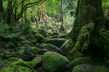 屋久島　白谷雲水峡	
