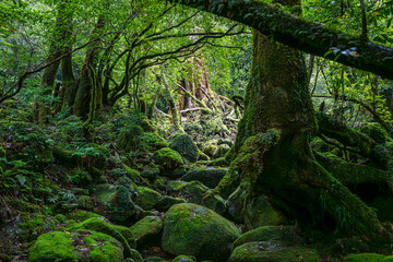屋久島　白谷雲水峡	
