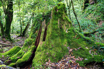 屋久島　白谷雲水峡	

