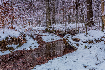 Landscapes - Forest - Europe, Romania, Suceava region