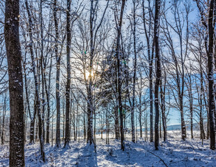 Landscapes - Forest - Europe, Romania, Suceava region