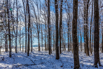 Fototapeta premium Landscapes - Forest - Europe, Romania, Suceava region