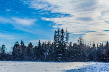 Landscapes - Forest - Europe, Romania, Suceava region