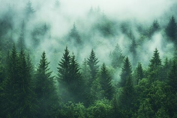 Fototapeta premium Misty Forest Landscape at Dawn