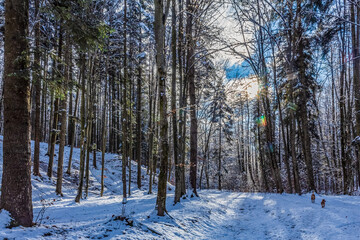 Landscapes - Forest - Europe, Romania, Suceava region