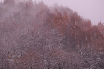 Watercolor landscape. The first fresh autumn snow falls on the birch trees. Autumn meets winter