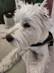 West Highland Terrier (Westie) small white dog , lying on sofa, looking to the left
