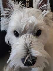 West Highland Terrier (Westie) small white dog looking straight, closeup