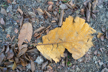 Dry leaves falling on the ground. brown teak leaves texture, autumn background, and Many dry leaves falling on the ground