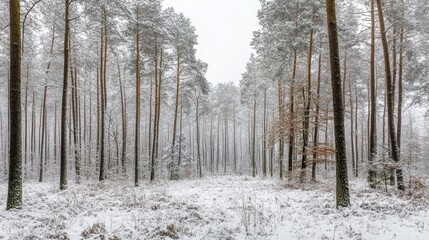 Tranquil winter wonderland eye-level view of a snowy forest with tall trees