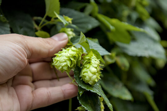 man's hand holding picking hops (lupulin beer brewing ingredient) agriculture crop bine vine green leaves yellow hop flower (ale lager alcohol production) grow growing farm brewery company noble