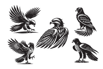 Obraz premium Hawk silhouette vector illustration on white background