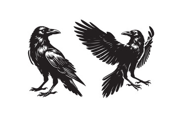 Crow silhouette vector illustration with white background