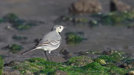 White Wagtail, Motacilla alba, birds of Montenegro	