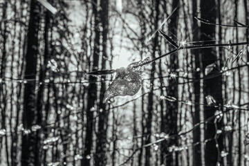Landscapes - Forest - Europe, Romania, Suceava region